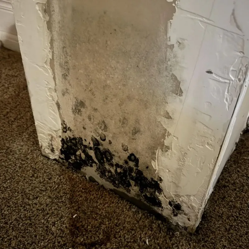 Professional Mold Removal in Souderton, PA